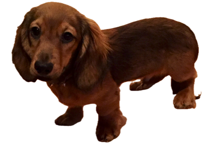 A cute dachshund